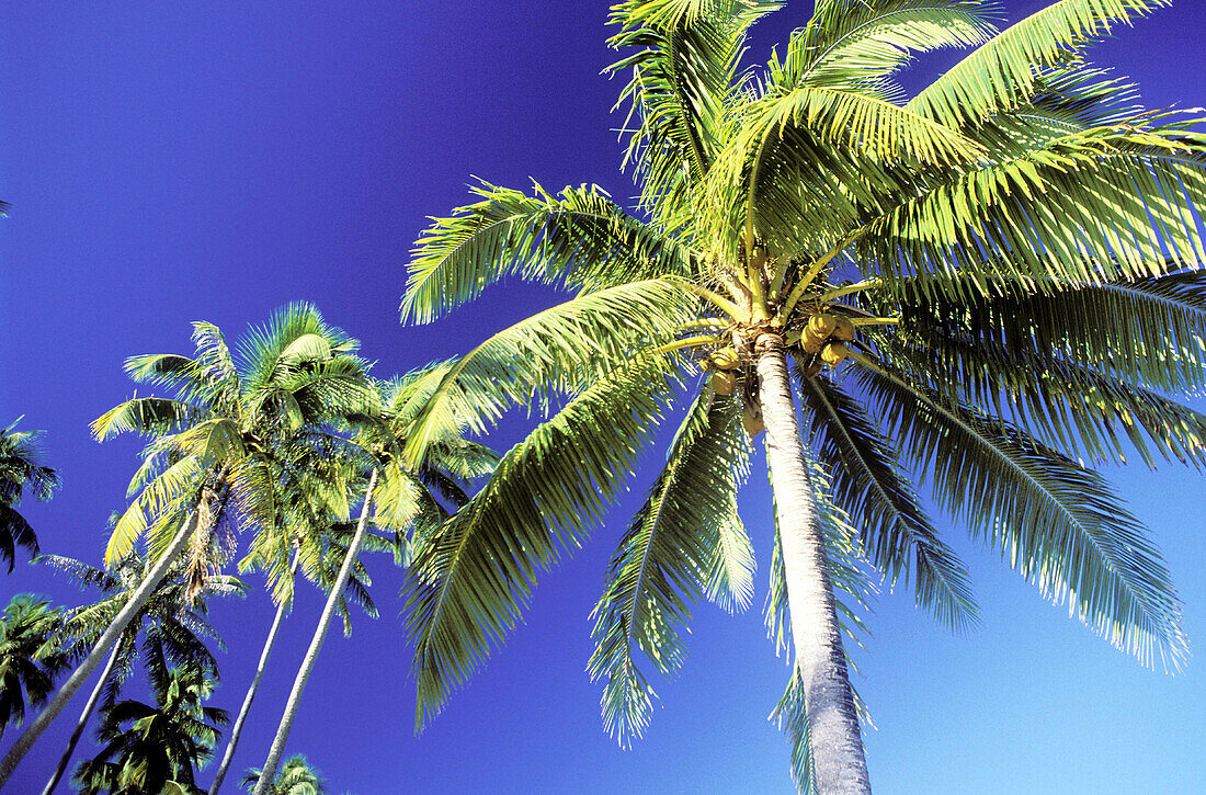Coconut palm. French Polynesia