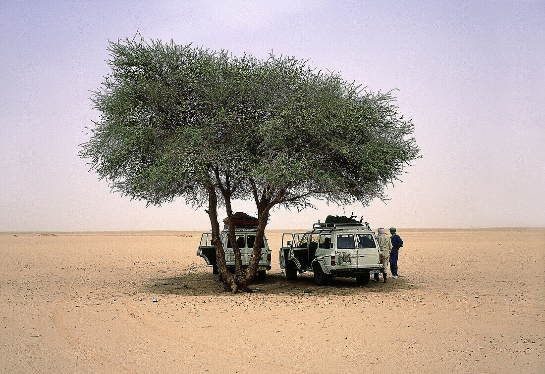 Four wheel drivers resting under a lonesome tree. Tassili n Ajjer area, Sahara desert. Algeria
