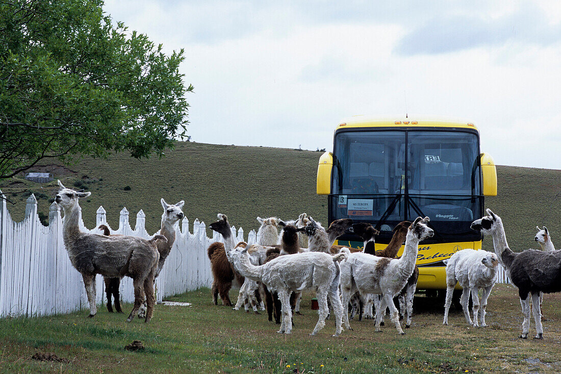 Lamas vor Reisebus, Estancia Rio Penitente, nahe Punta Arenas, Patagonien, Chile, Südamerika