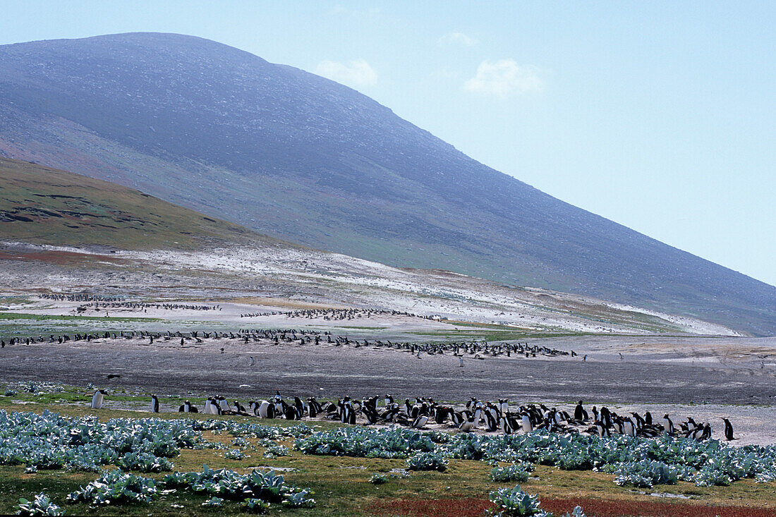 Penguins and Mountain, Saunders Island, Falkland Islands