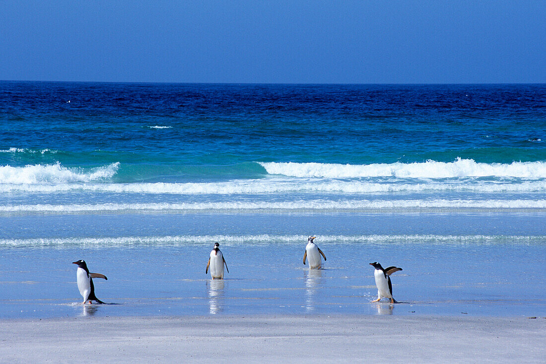 Magellan Penguins on Beach, Saunders Island, Falkland Islands
