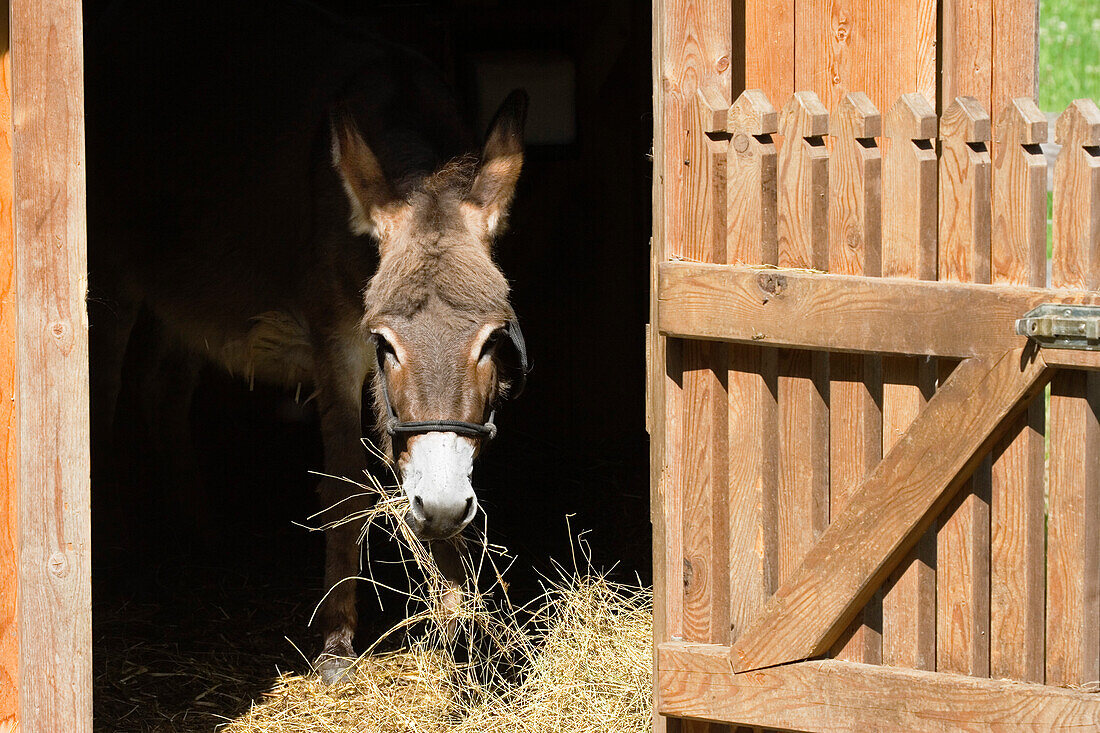 Donkey in stable, Equus asinus, Bavaria, Germany