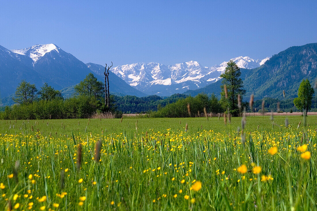 Murnauer Moos mit Wettersteingebirge, Blumenwiese, Oberbayern, Deutschland