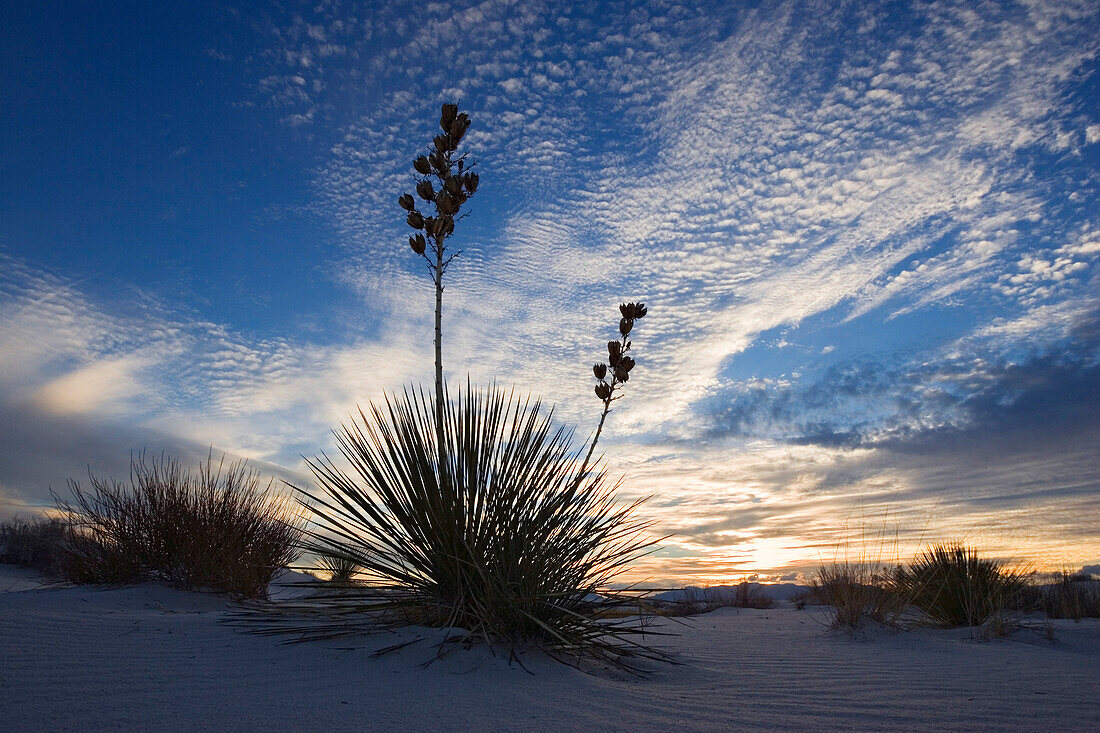 Soaptree at sunset, Yucca elata, gypsum dune field, White Sands National Monument, New Mexico, USA