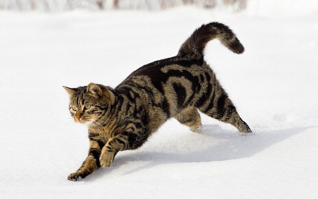 Cat running in snow, domestic cat, male, Germany