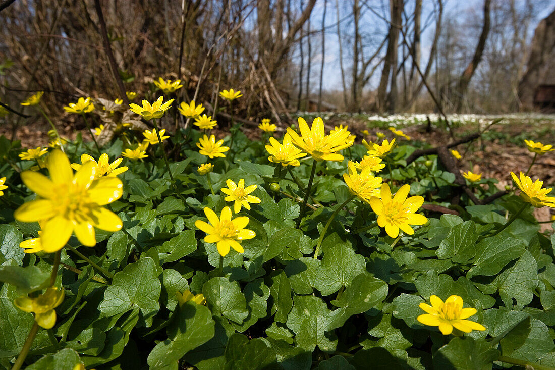 Yellow flowers, Lesser Celandine, Ranunculus ficaria, Bavaria, Germany