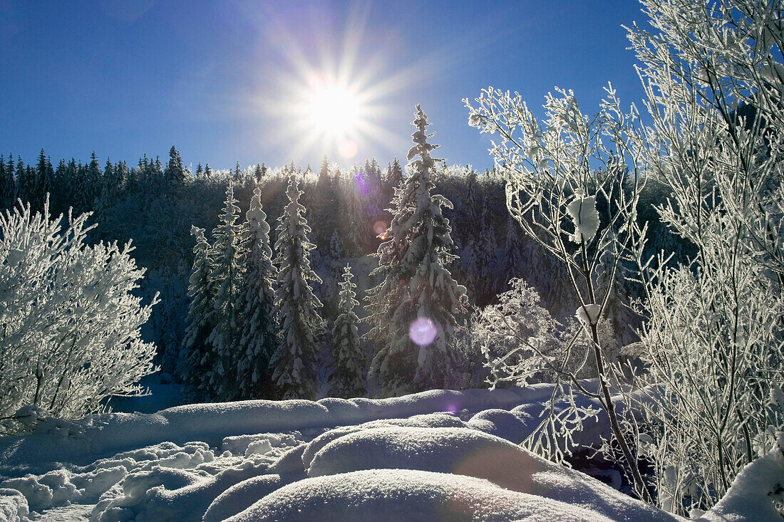Winter landscape in backlight, Upper Bavaria, Bavaria, Germany