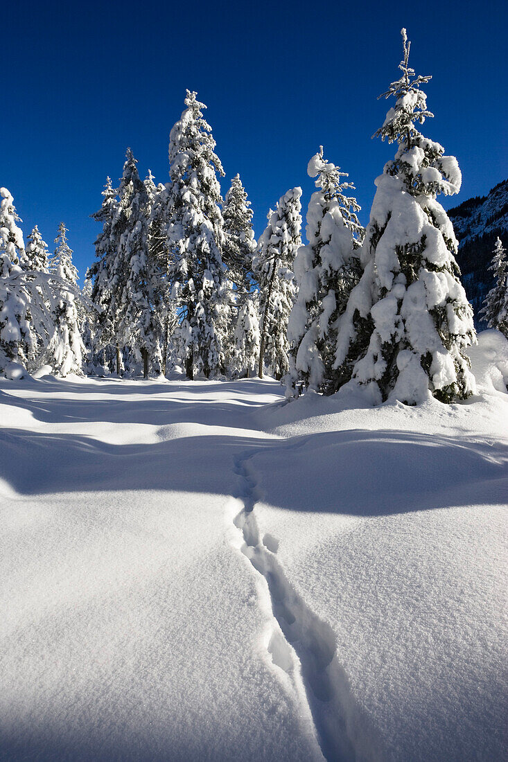Verschneite Fichten, Bayerischen Alpen, Oberbayern, Bayern, Deutschland