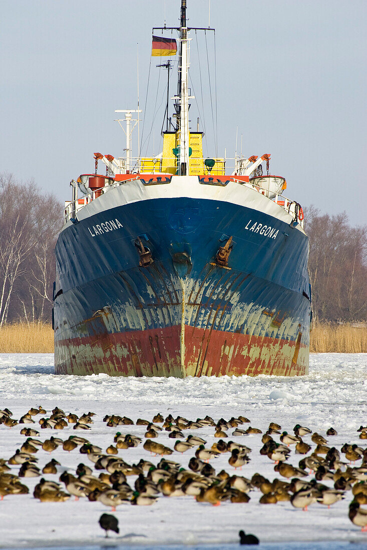 Freighter entering frozen Wolgast harbour, birds, Usedom, Mecklenburg Vorpommern, Germany