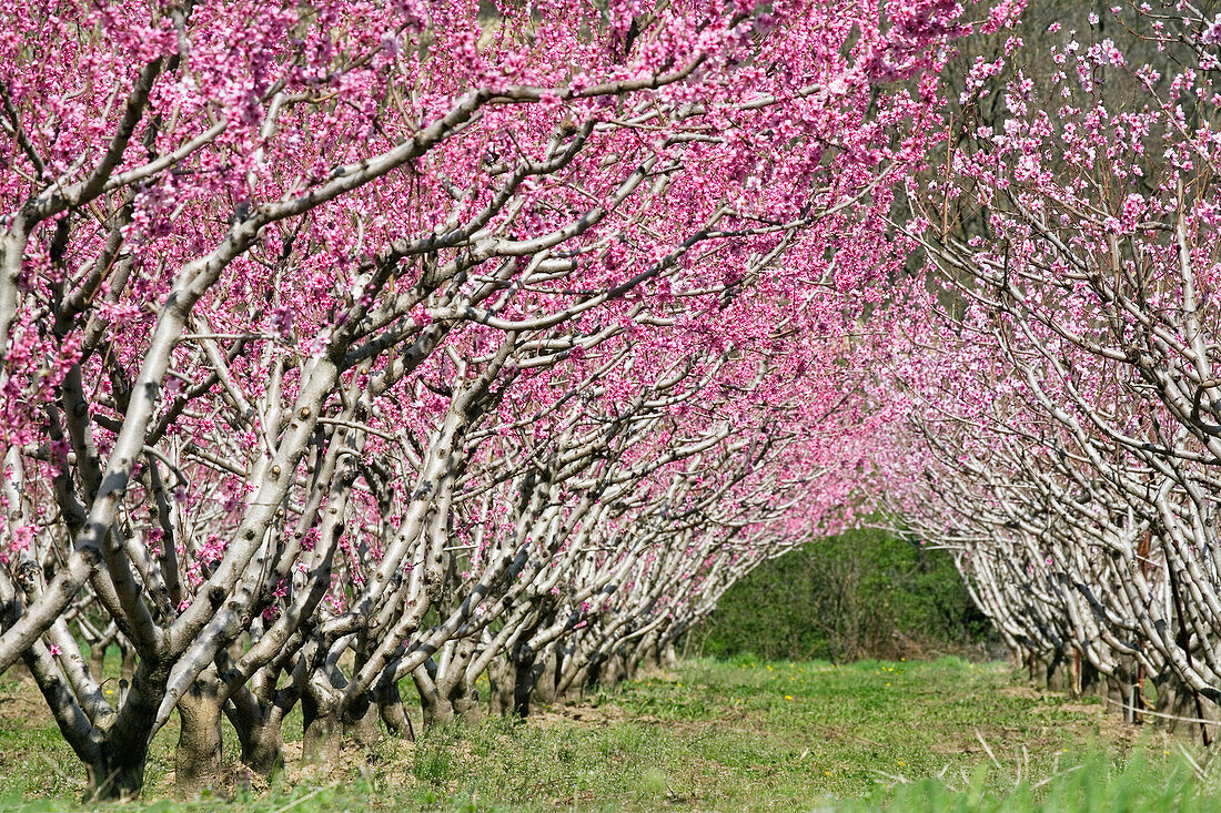 Almond trees in blossom, Provence, France