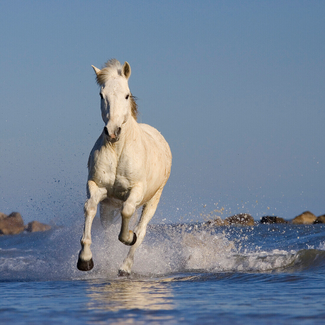 Camarguepferd läuft durchs Wasser am Strand, Camargue, Südfrankreich