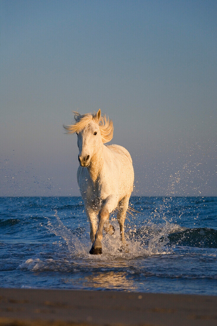 Camargue-Pferd läuft durchs Wasser am Strand, Camargue, Südfrankreich