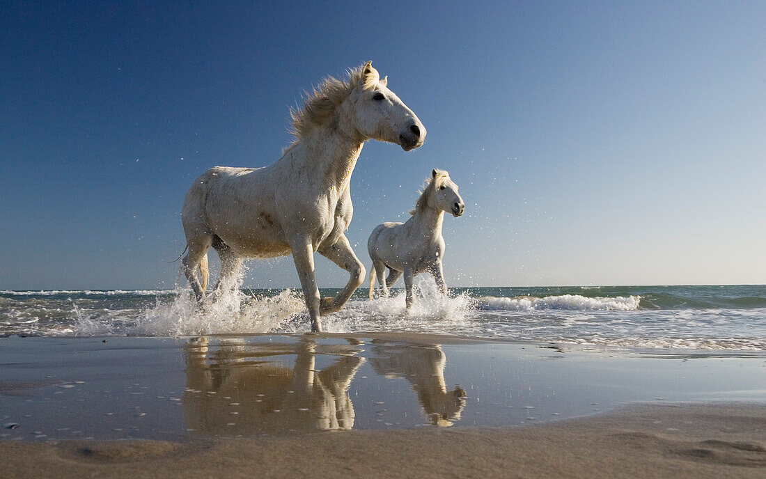 Camargue horses running in water at beach, Camargue, France