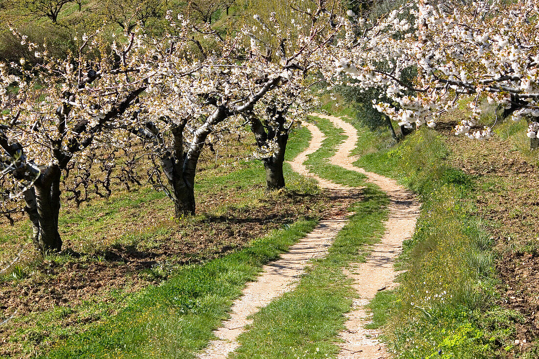 Cherry trees blossoming, Provence, France