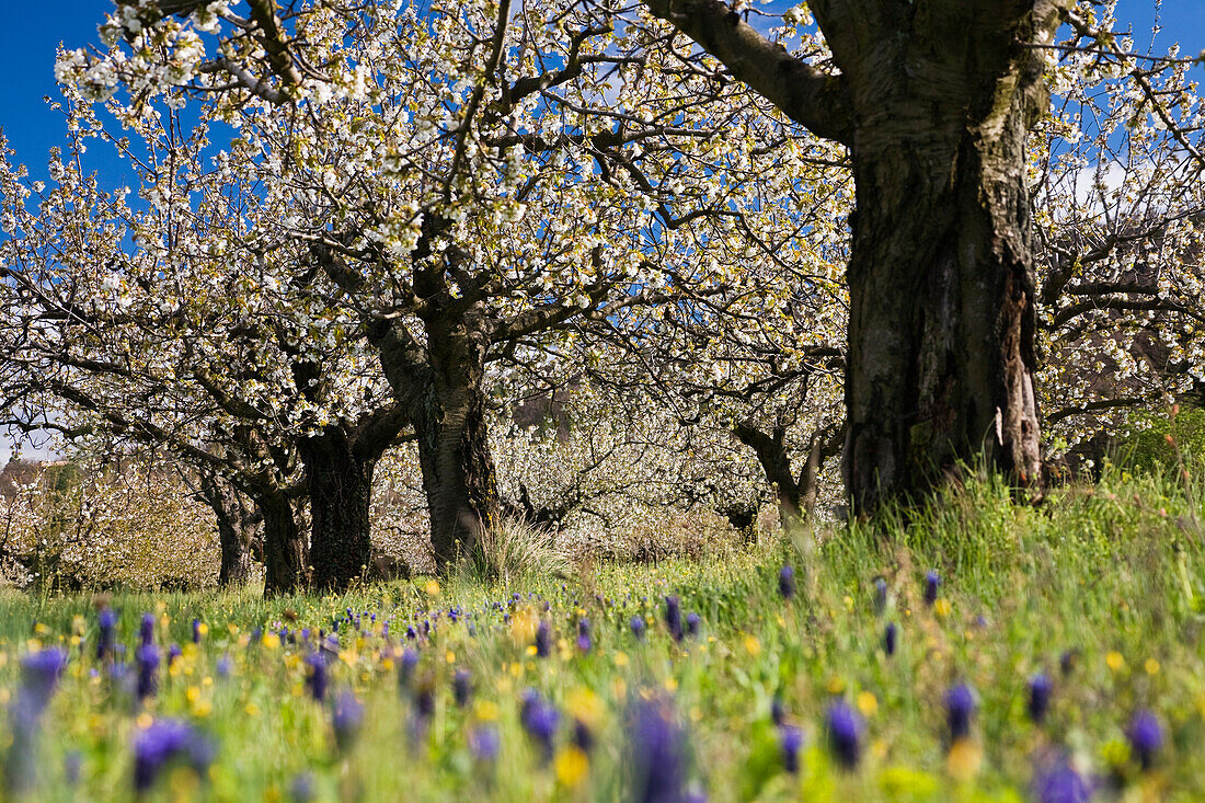 Kirschblüte im Schwarzwald, Baden-Württemberg, Deutschland