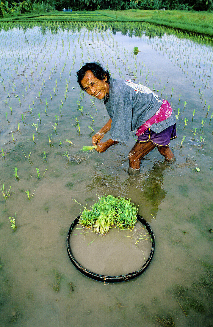 Ricefields. Bali island. Indonesia