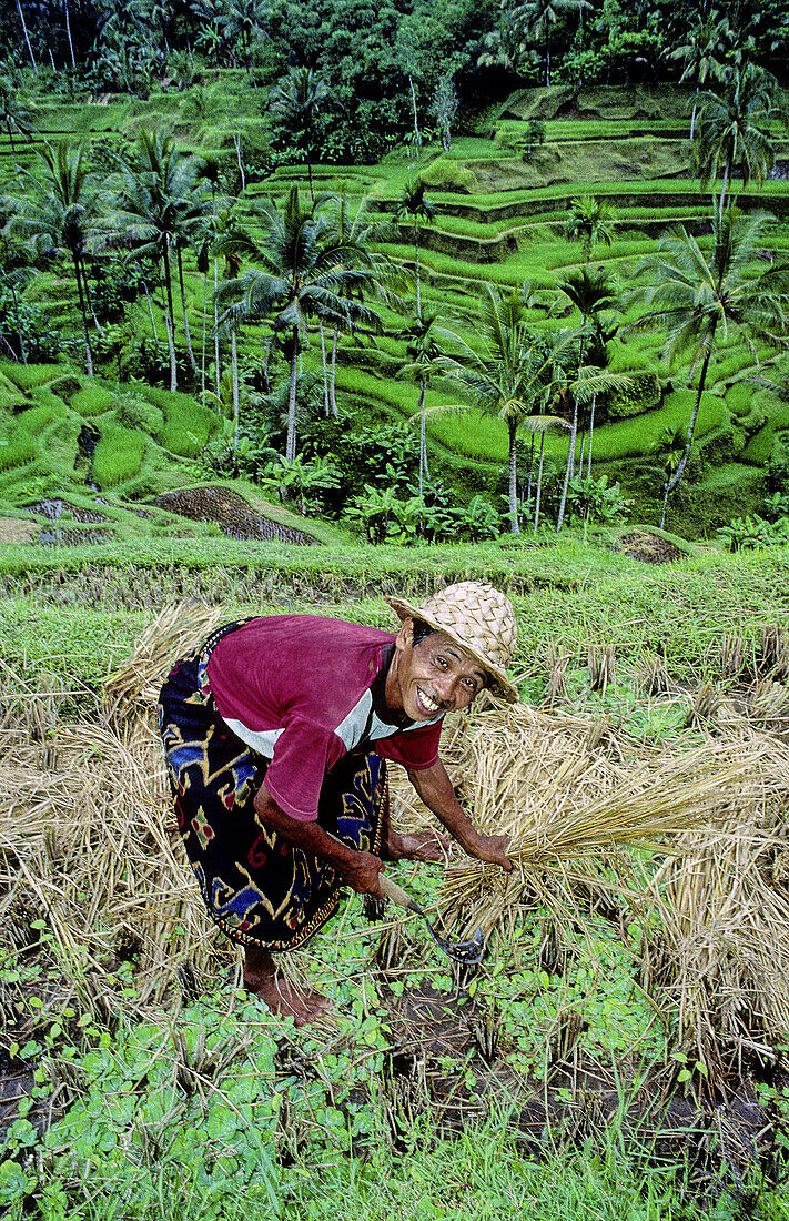 Ricefields. Bali island. Indonesia.