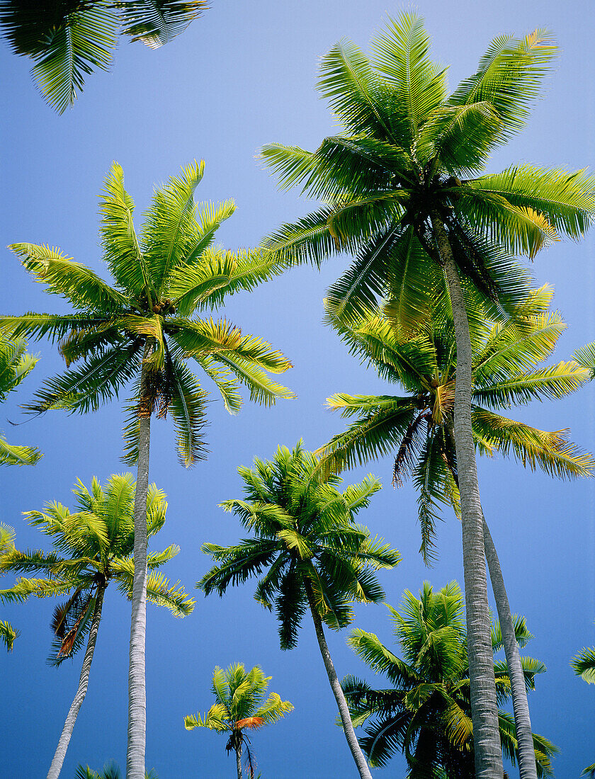 Coconut palm trees. Moorea island. Windward islands. French Polynesia