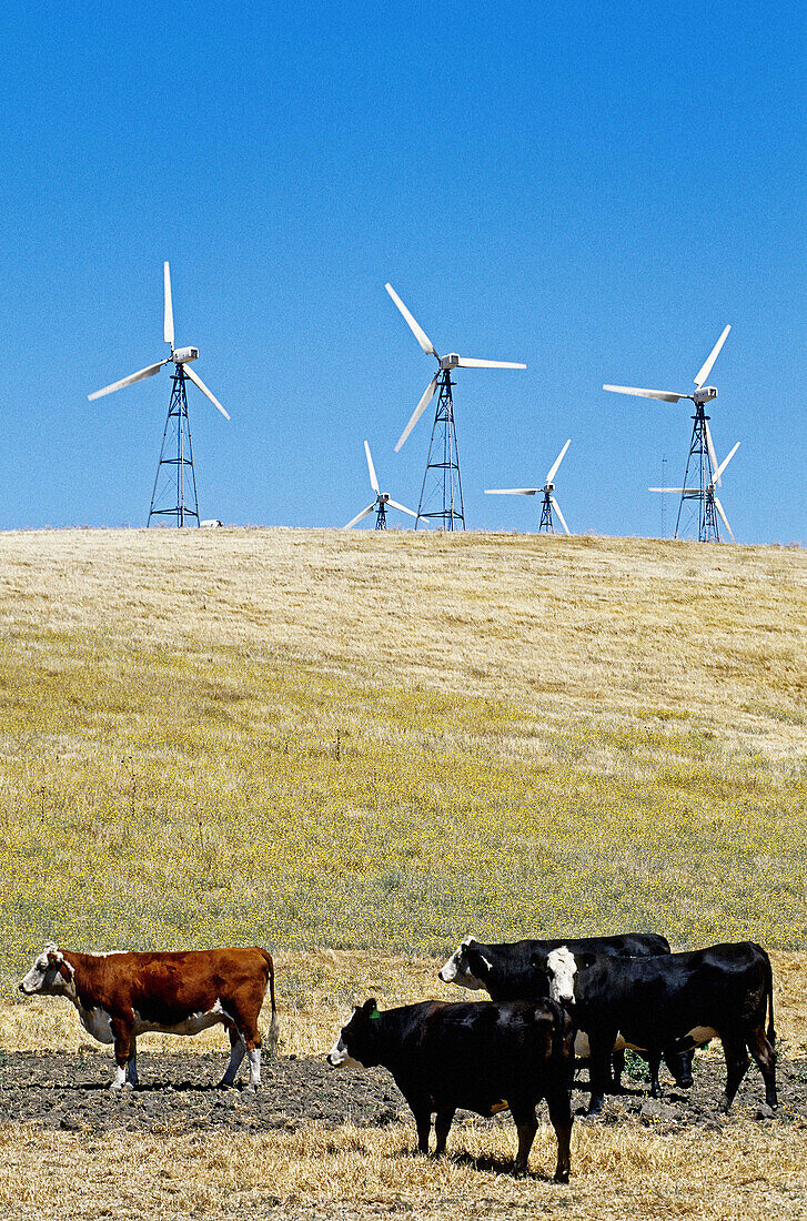 Cluster of Windmills near Tracy. California. USA