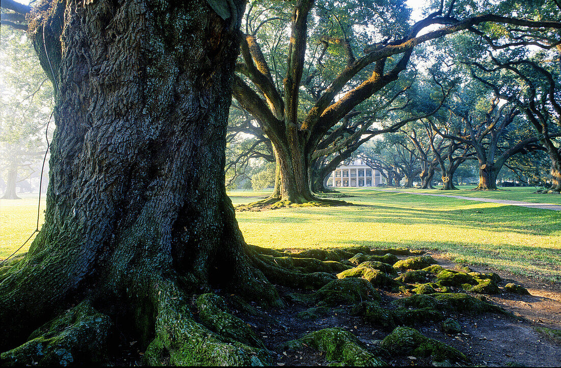 Oak Alley Plantation. Vacherie. Louisiana. United states