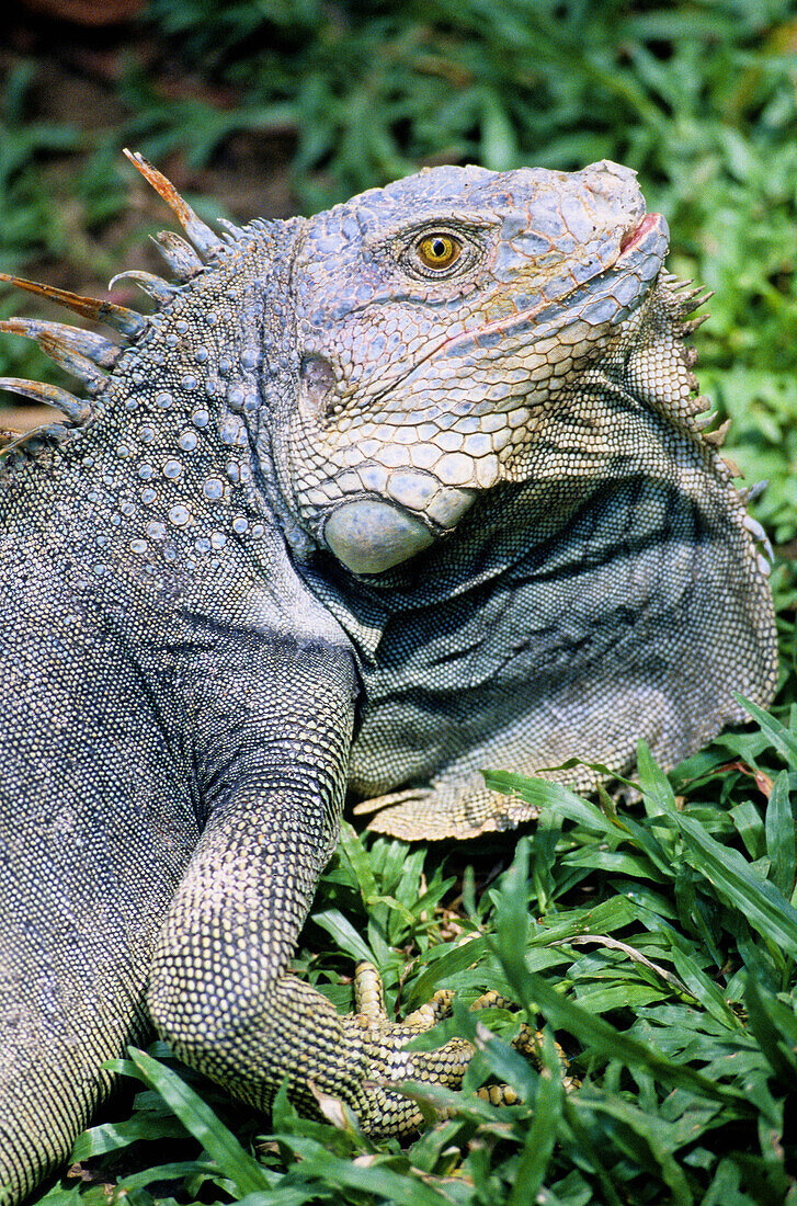Iguanas being grown by Bribri indians. Costa Rica