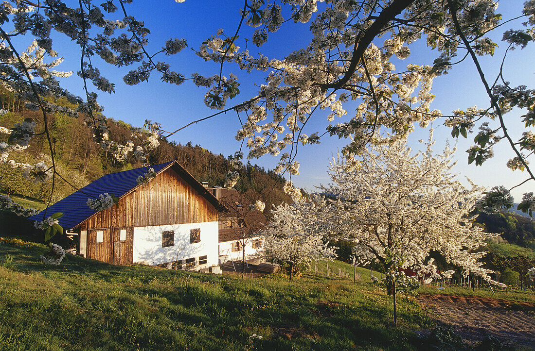 Typical house, farmhouse with cherry blossom, Sasbach, Achern, Black Forest, Baden Württemberg, Germany