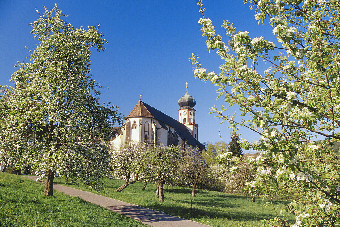 Blooming apple and cherry trees, St. Trudpert's Abbey, Munstertal, Black Forest, Baden Wurttemberg, Germany
