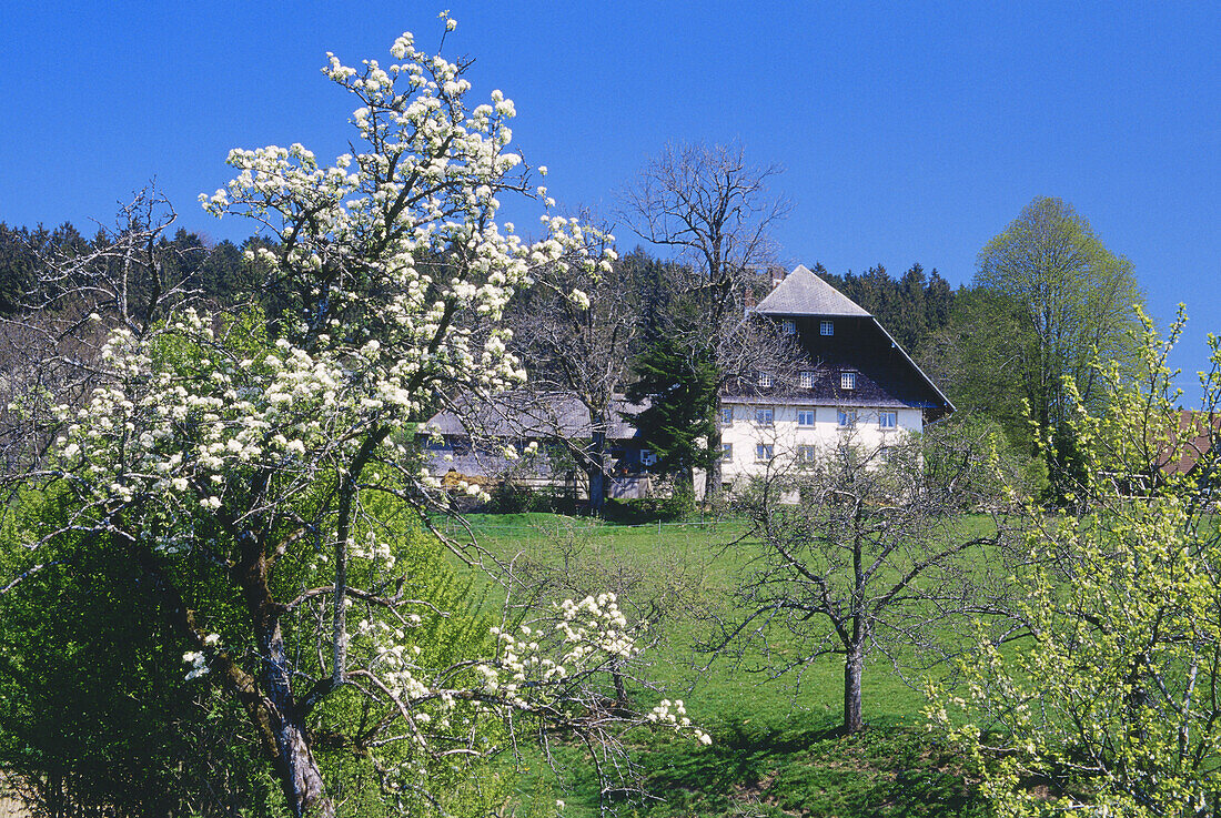 Blühender Kirschbaum und Schwarzwaldhof, St. Märgen, Schwarzwald, Baden-Württemberg, Deutschland