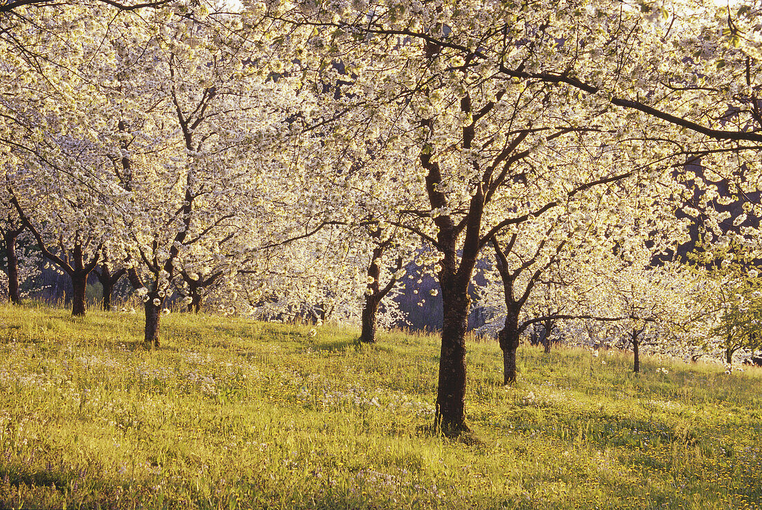Blooming cherry trees, Sasbach, Black Forest, Baden Wurttemberg, Germany
