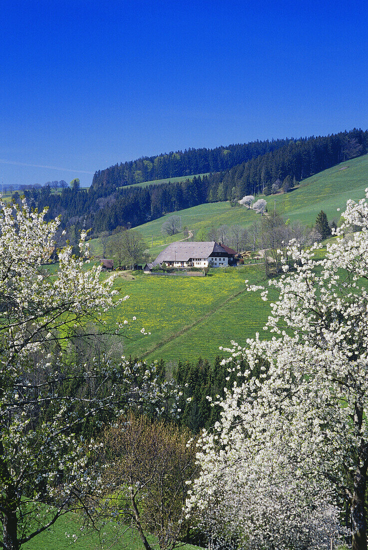 Typical house, Cherry Blossom, Saint Märgen, Black Forest, Baden Württemberg, Germany