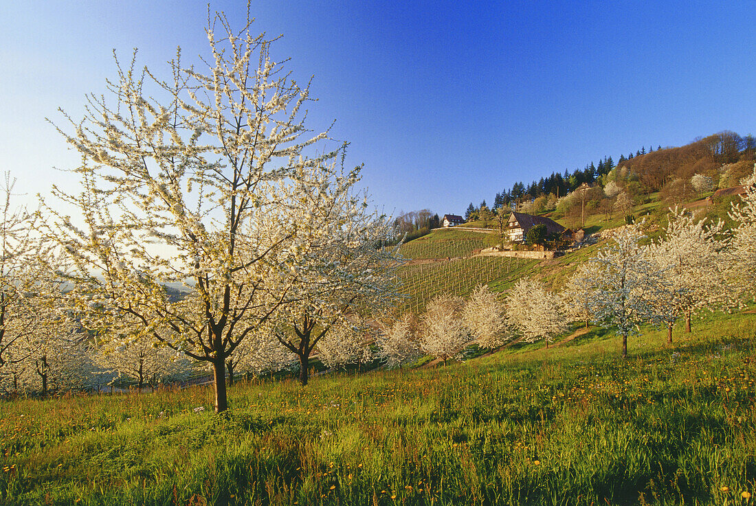 Typical house in the Black Forest with cherry blossom in the foreground, Sasbach, Achern, Black Forest, Baden Württemberg, Germany
