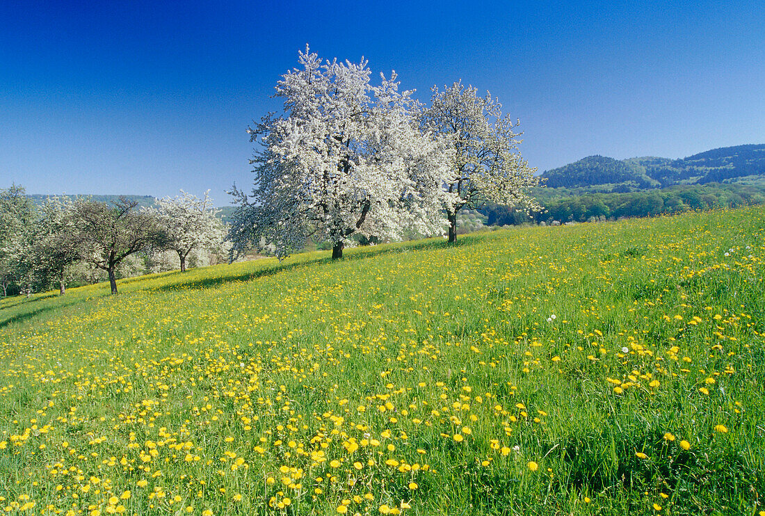 Blühende Kirschbäume im Eggener Tal, Markgräflerland, Schwarzwald, Baden-Württemberg, Deutschland