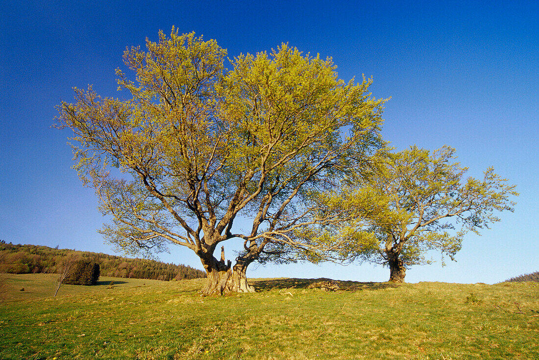 Beech trees on a hillside, Wieden, Black Forest, Baden Wurttemberg, Germany