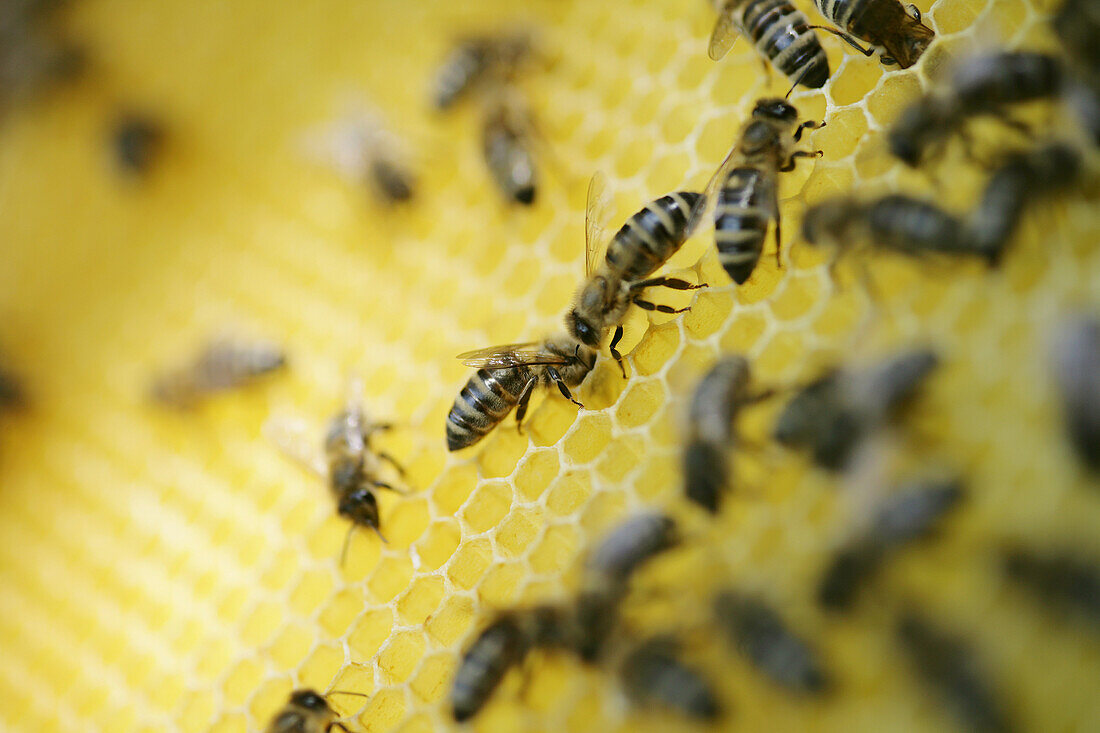 Honey bees on honeycomb