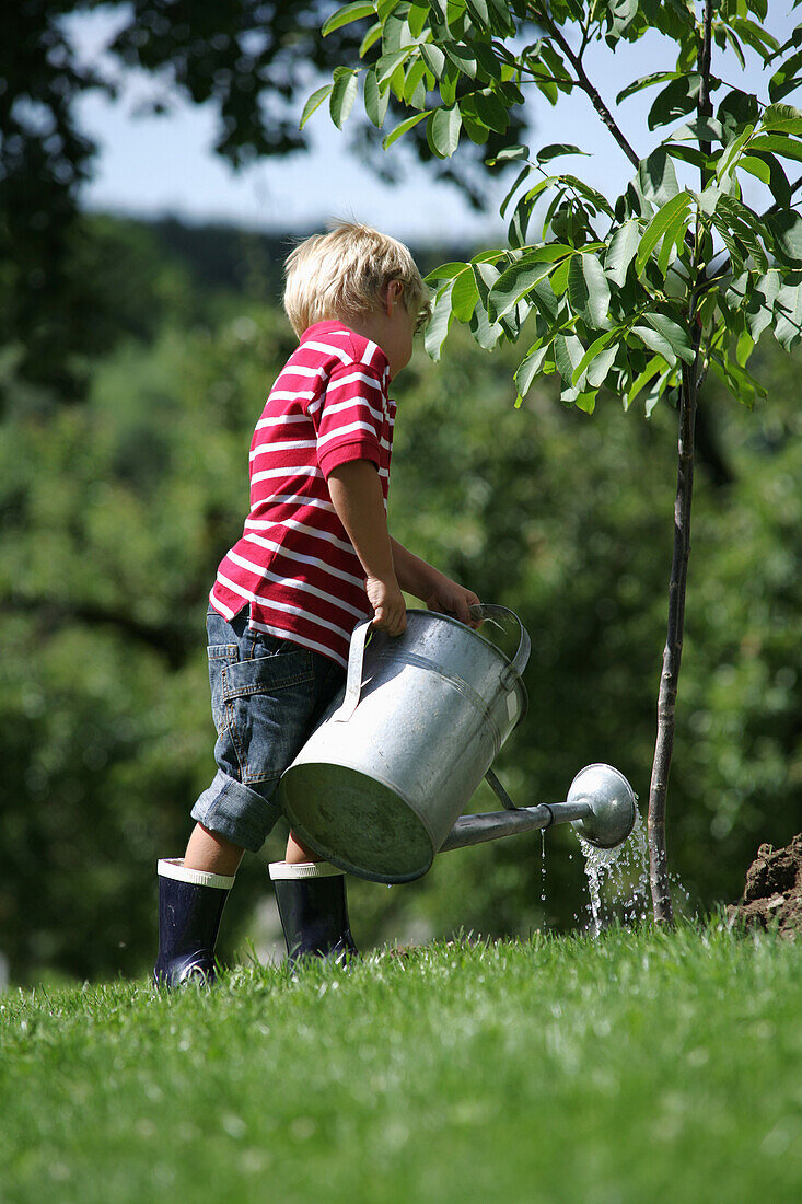 Junge (4-5 Jahre) gießt einen Baum, Steiermark, Österreich