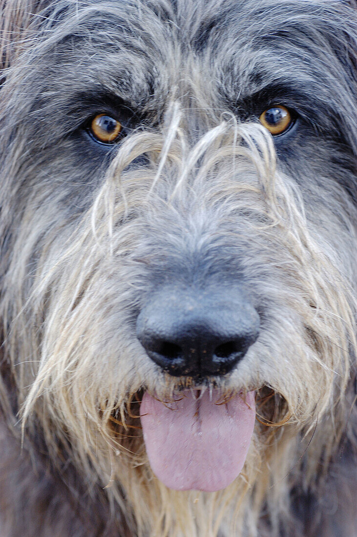 Animal, Animals, Close up, Close-up, Closeup, Color, Colour, Contemporary, Dog, Dogs, Face, Faces, Headshot, Headshots, Looking at camera, Mammal, Mammals, Obedience, Obedient, One, One animal, Pet, Pets, Portrait, Portraits, Vertical, A75-216827, agefoto