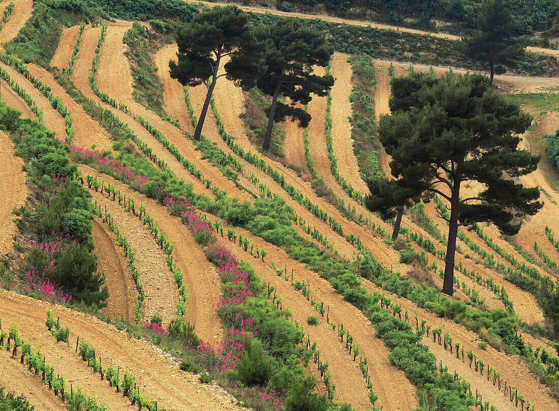 Vineyards. Provence. France