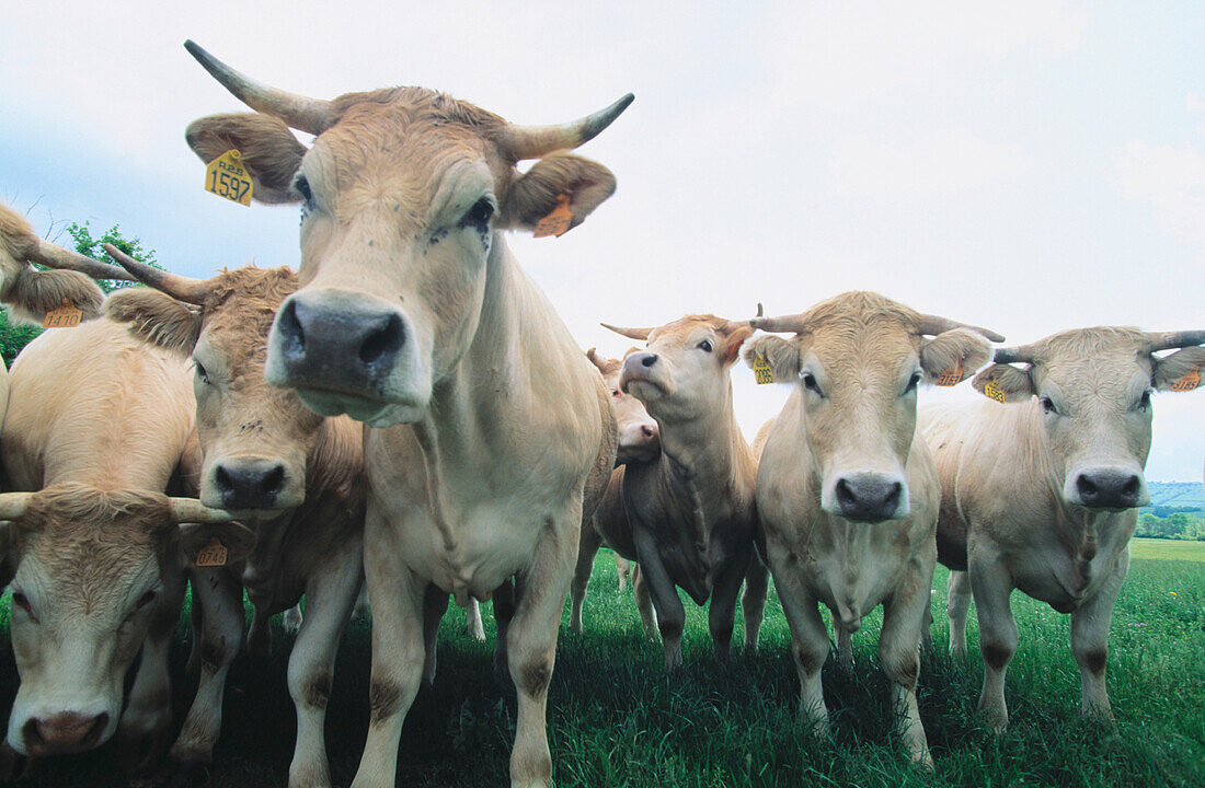 Herd of cows. Aveyron. France