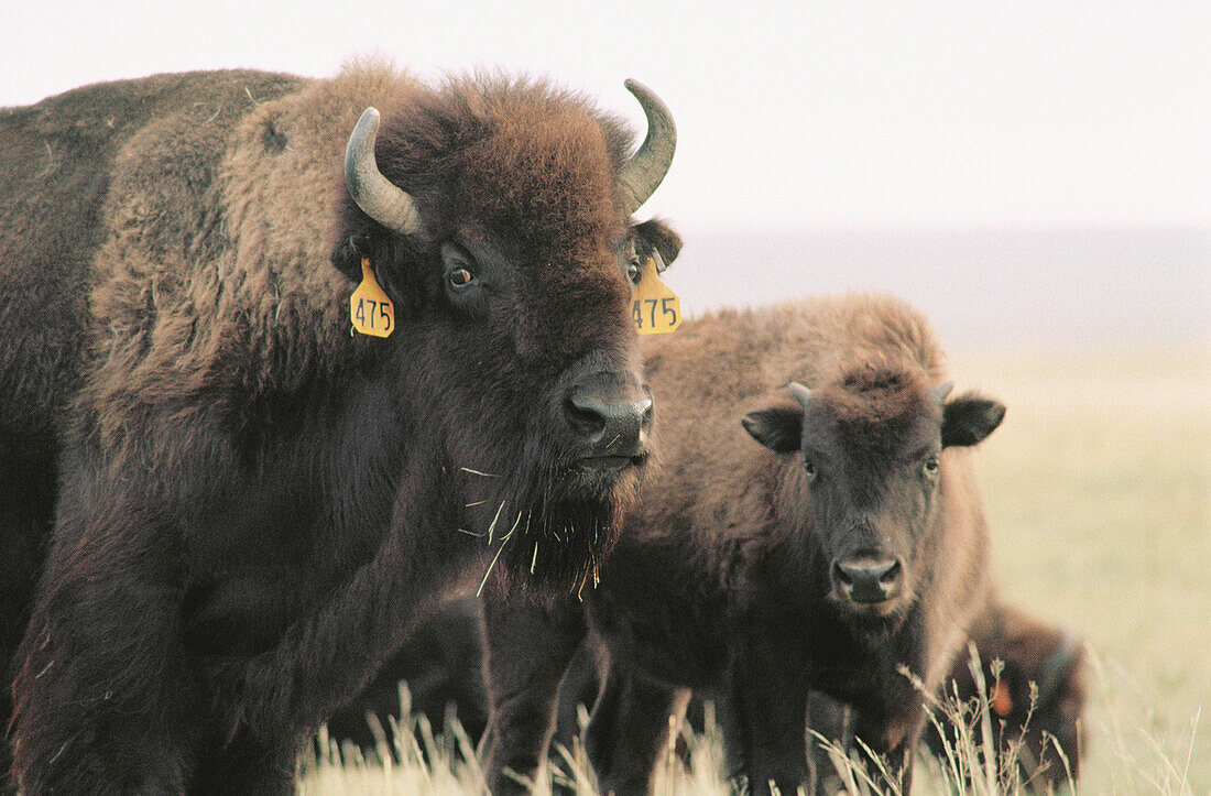 Bisons grown for butchery. Cheyenne. Wyoming. USA