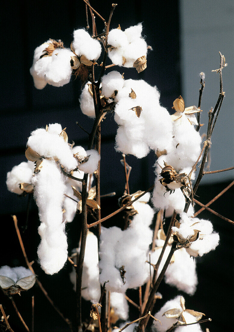 Cotton. Louisiana. USA