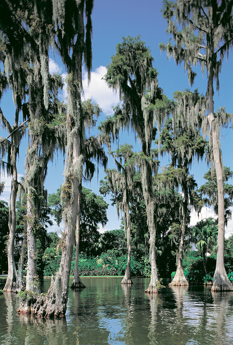 Cypresses and marshes. Everglades. Florida. USA