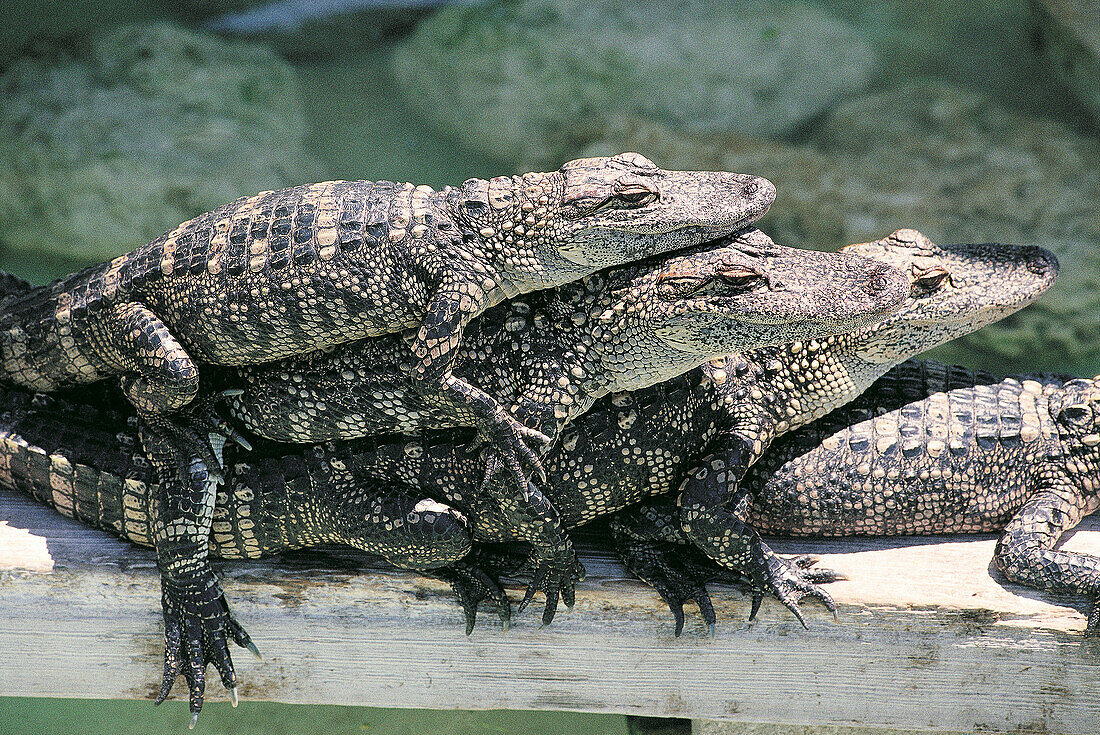 Young alligators at alligator farm. Everglades. Florida. USA
