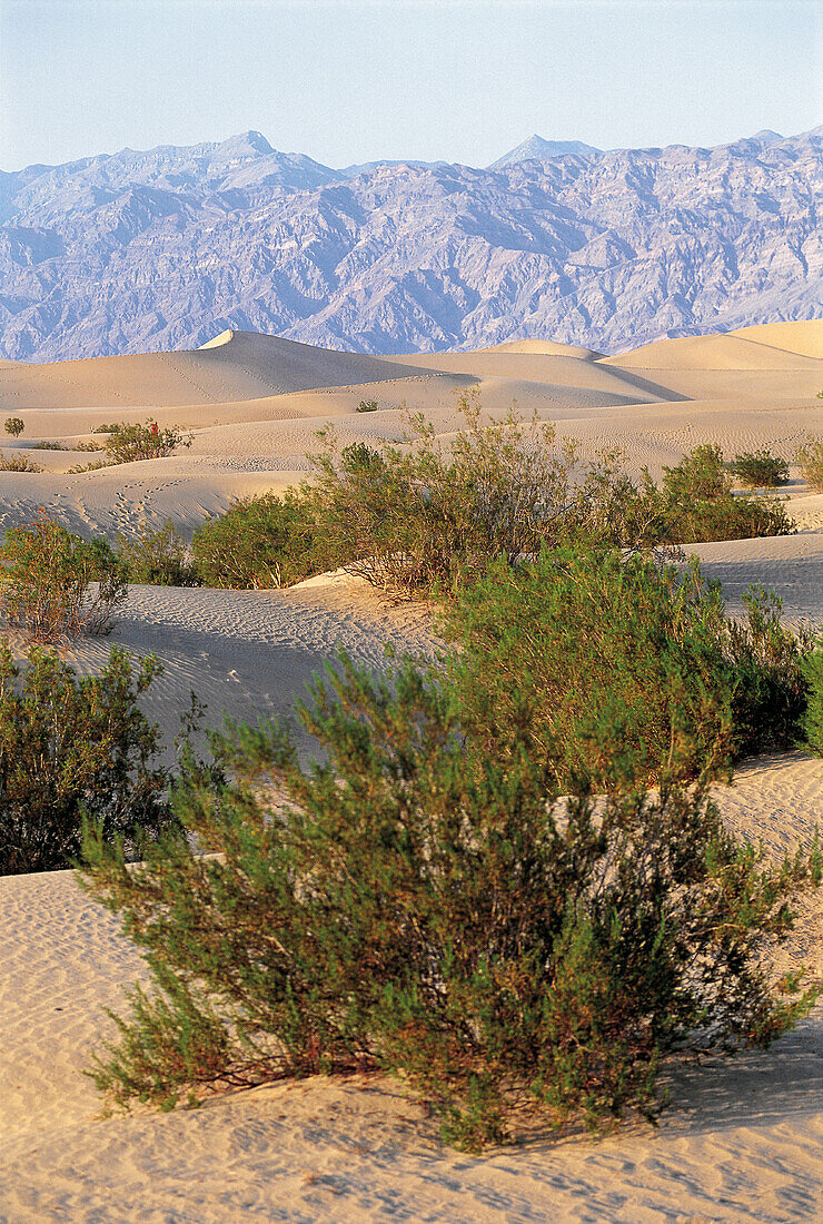 Death Valley. California. USA