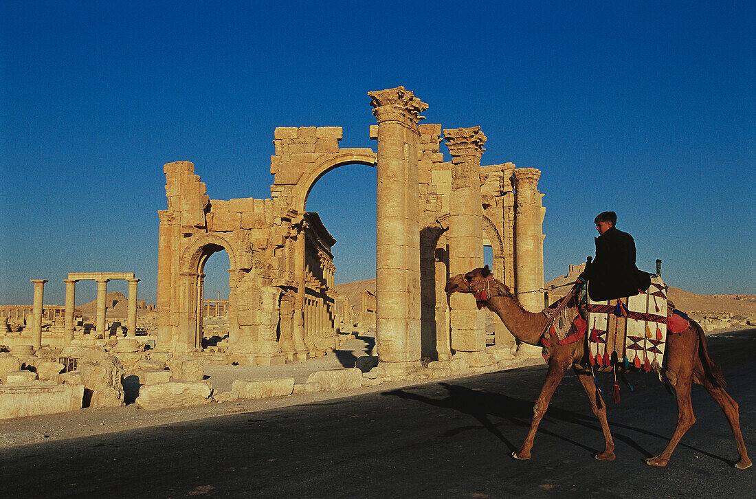 Camel in front of ruins of the old Greco-roman city of Palmira. Syria
