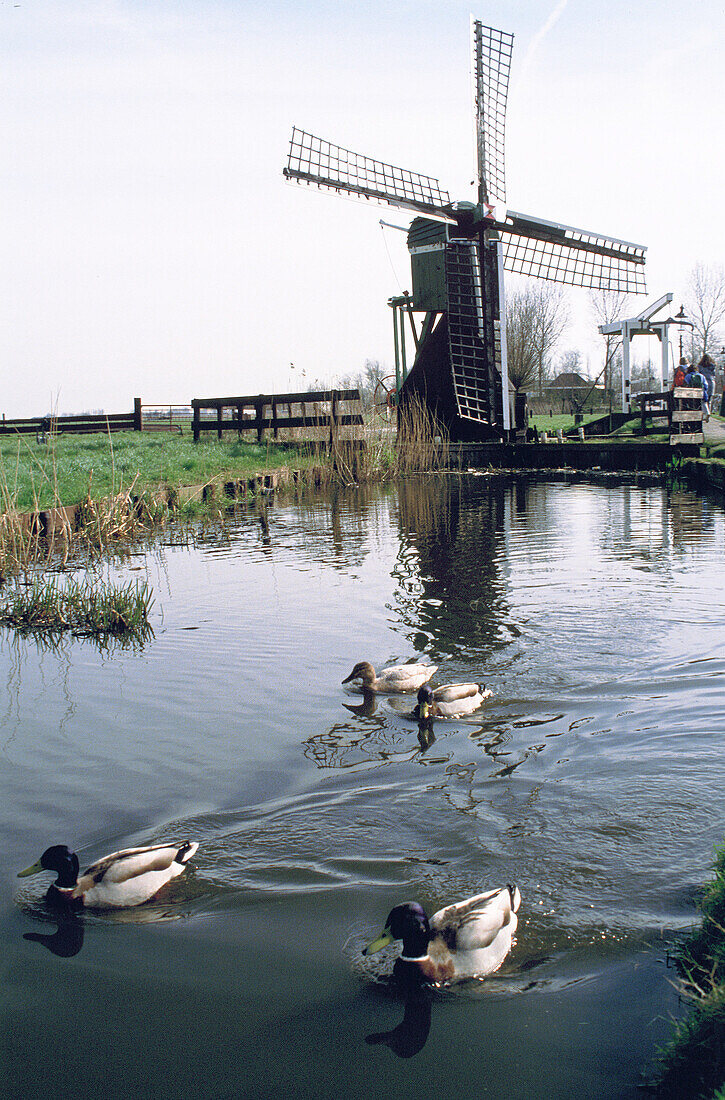 Windmill and ducks. Volendam. Holland
