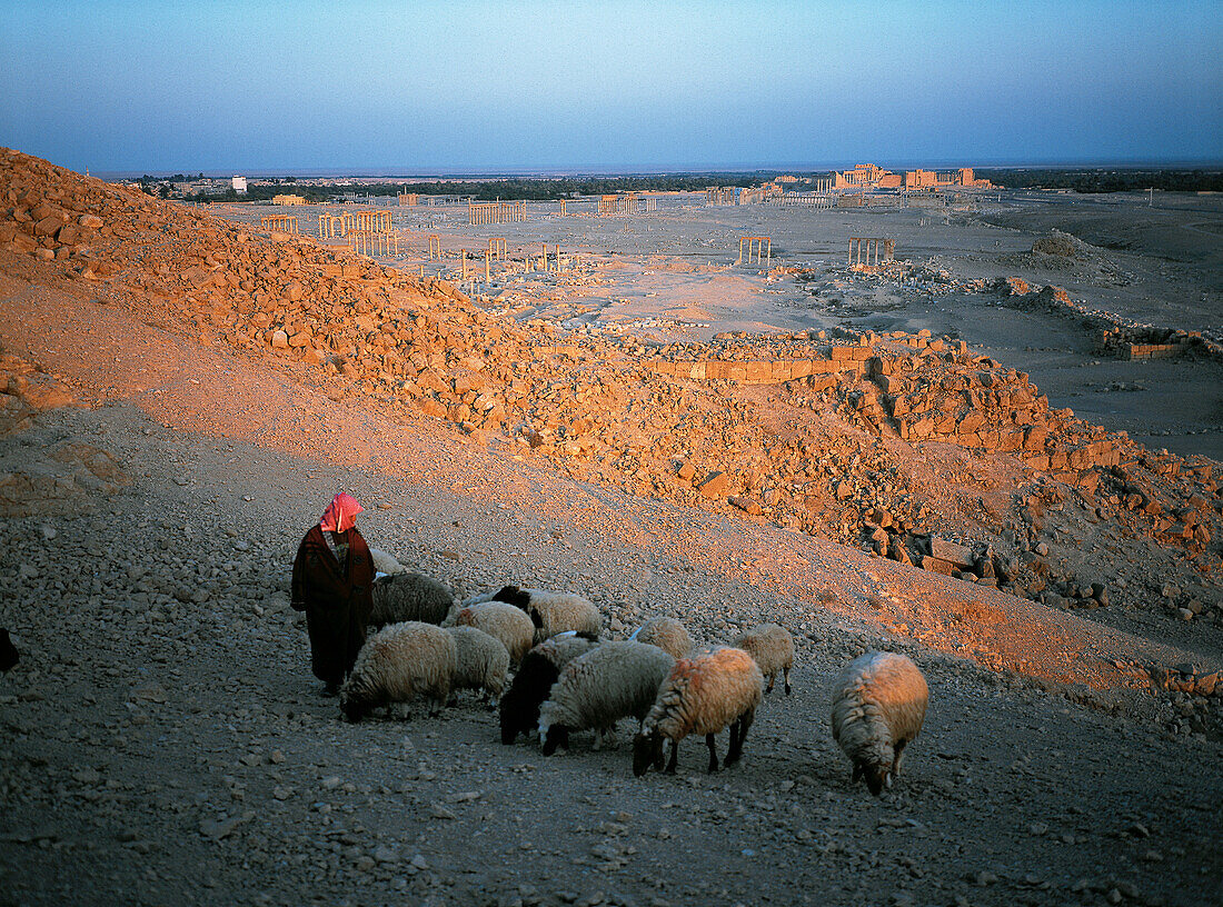 Bedouin and sheep. Roman ruins. Palmyra. Syria