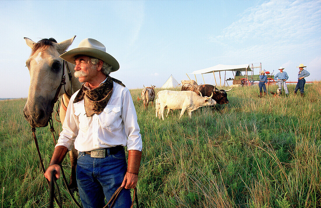 Cowboy and long horn cows herd. Fort-Worth. Texas. USA