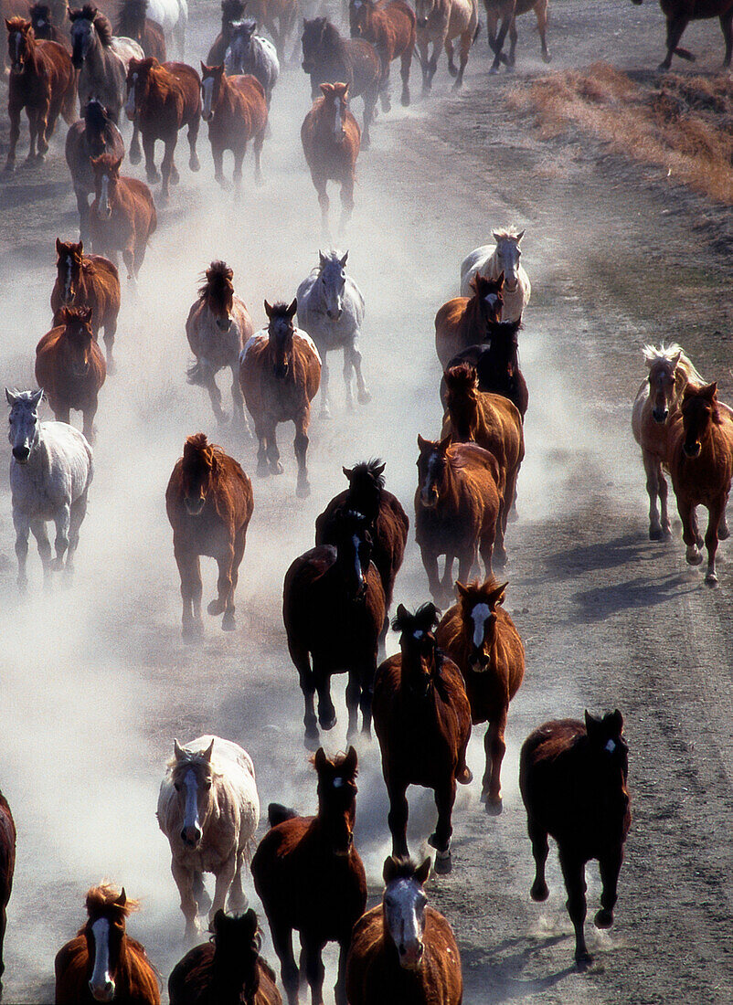 Galloping horses at ranch. Wyoming. USA