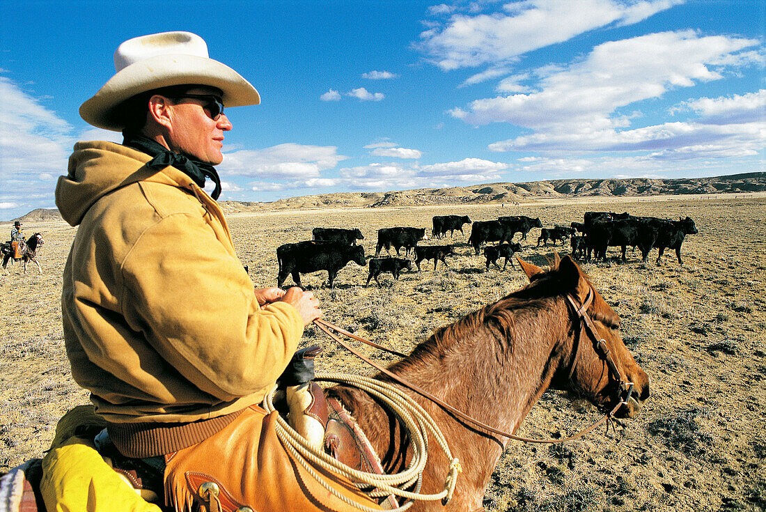 Cowboy watching the herd. Greybull. Wyoming. USA