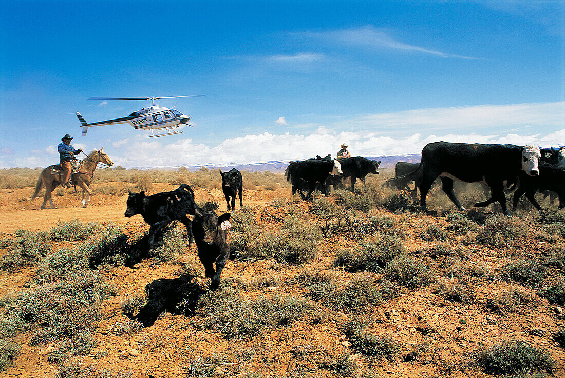 Helicopter and cowboys. Wyoming. USA